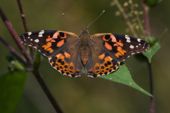 Картинка животные бабочки +мотыльки +моли бабочка