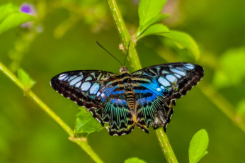 Картинка животные бабочки +мотыльки +моли бабочка