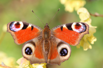 Картинка животные бабочки +мотыльки +моли бабочка