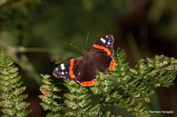 Картинка животные бабочки +мотыльки +моли бабочка