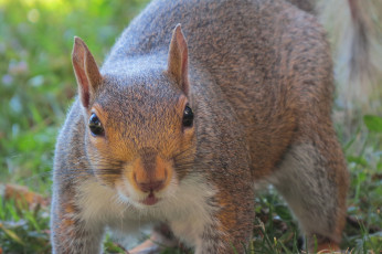 Картинка животные белки белка