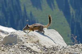 Картинка животные бурундуки бурундук