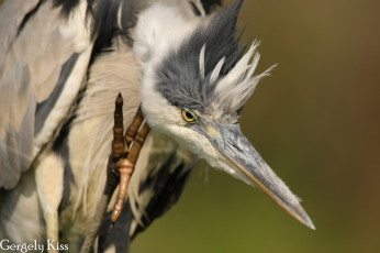 Картинка животные цапли +выпи цапля