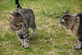 Картинка животные коты драка