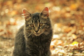 Картинка животные коты кот