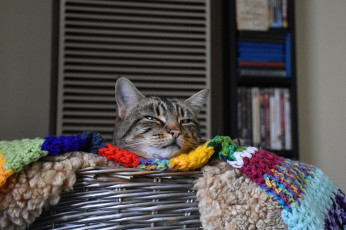 Картинка животные коты кот