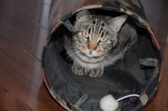 Картинка животные коты кот