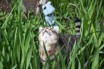 Картинка животные коты кот