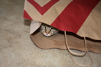 Картинка животные коты кот