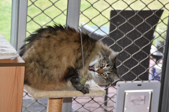 Картинка животные коты кот кошка