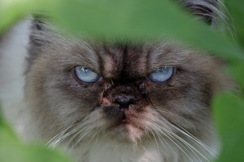 Картинка животные коты взгляд