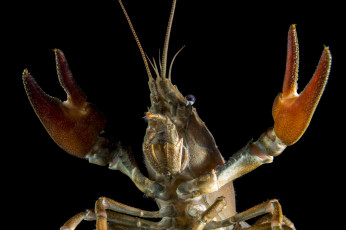 Картинка животные крабы +раки рак