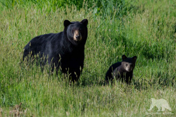 Картинка животные медведи