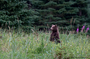Картинка животные медведи мишка
