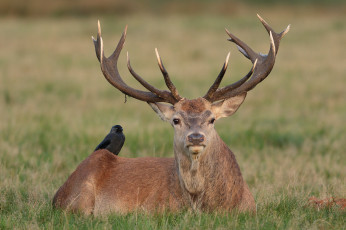 Картинка животные разные+вместе олень луг природа птичка