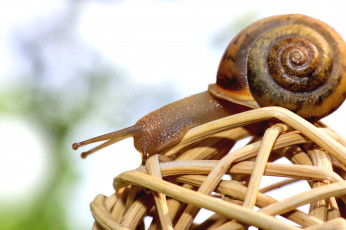 Картинка животные улитки улитка