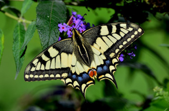 Картинка животные бабочки +мотыльки +моли бабочка