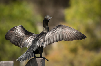 Картинка животные Чомги+ поганки птица