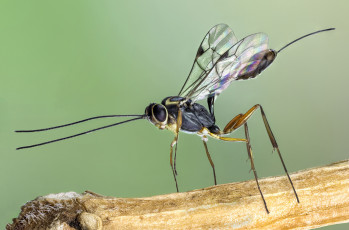 Картинка животные насекомые насекомое