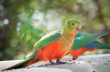 Картинка животные попугаи попугай