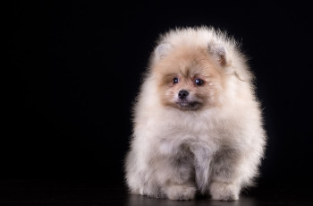 Картинка животные собаки черный фон