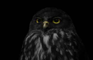 Картинка животные совы сова