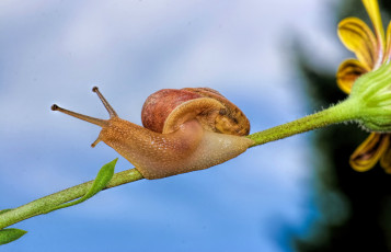 Картинка животные улитки улитка