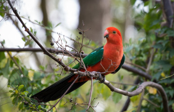Картинка животные попугаи попугай