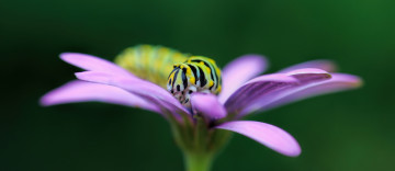 обоя животные, гусеницы, гусеница