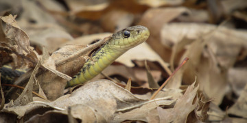 Картинка животные змеи +питоны +кобры змея
