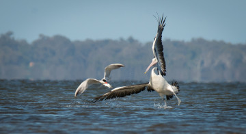 Картинка животные пеликаны