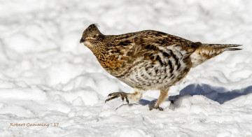 Картинка животные птицы птичка