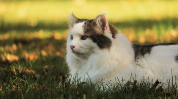 Картинка животные коты кошка