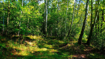 Картинка природа лес березы