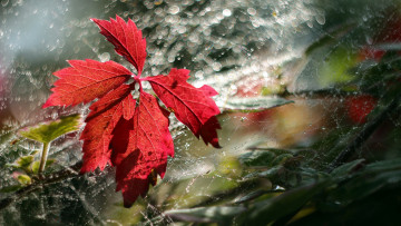 Картинка природа листья капли лист паутина
