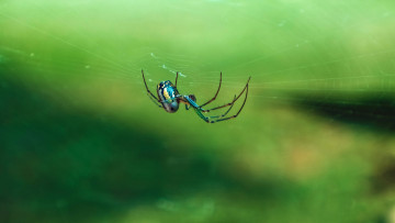 Картинка животные пауки паук