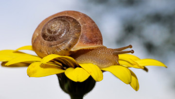 Картинка животные улитки улитка