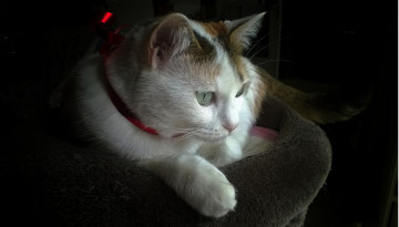 Картинка животные коты киса