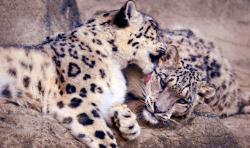 Картинка рисованное животные забота пара хищники снежный барс