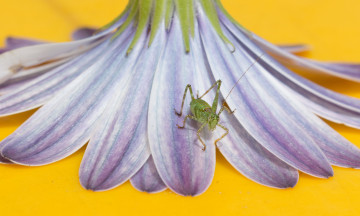 Картинка животные кузнечики +саранча кузнечик