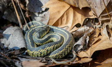 Картинка животные змеи +питоны +кобры змея