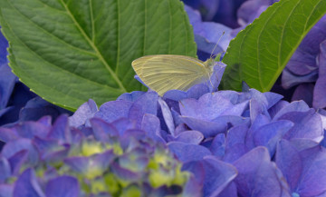 Картинка животные бабочки +мотыльки +моли бабочка