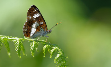 Картинка животные бабочки +мотыльки +моли бабочка