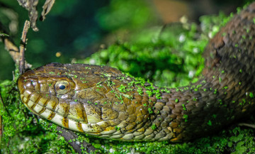 Картинка животные змеи +питоны +кобры змея