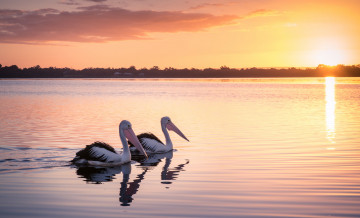 Картинка животные пеликаны