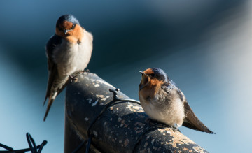 Картинка животные ласточки