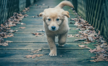 Картинка животные собаки щенок