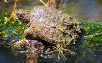 Картинка животные Черепахи черепаха