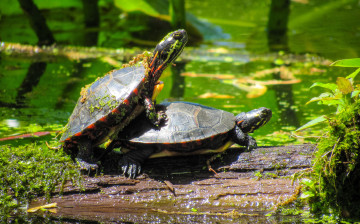 Картинка животные Черепахи черепахи