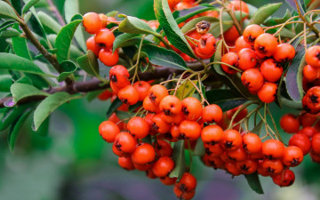 Картинка природа Ягоды +рябина простор